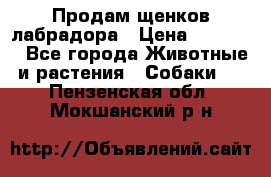 Продам щенков лабрадора › Цена ­ 20 000 - Все города Животные и растения » Собаки   . Пензенская обл.,Мокшанский р-н